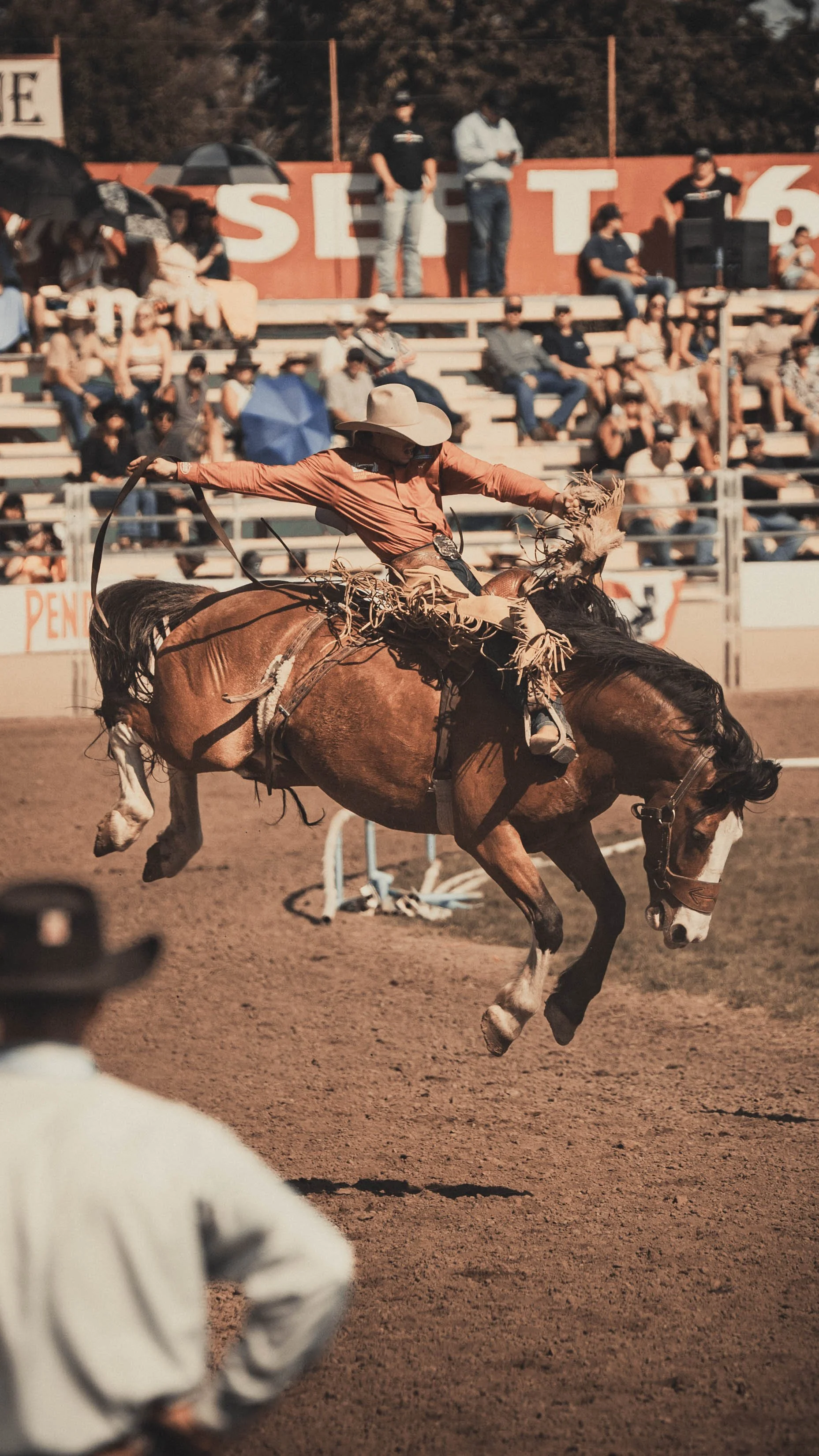 Rodeo Horse2.jpg