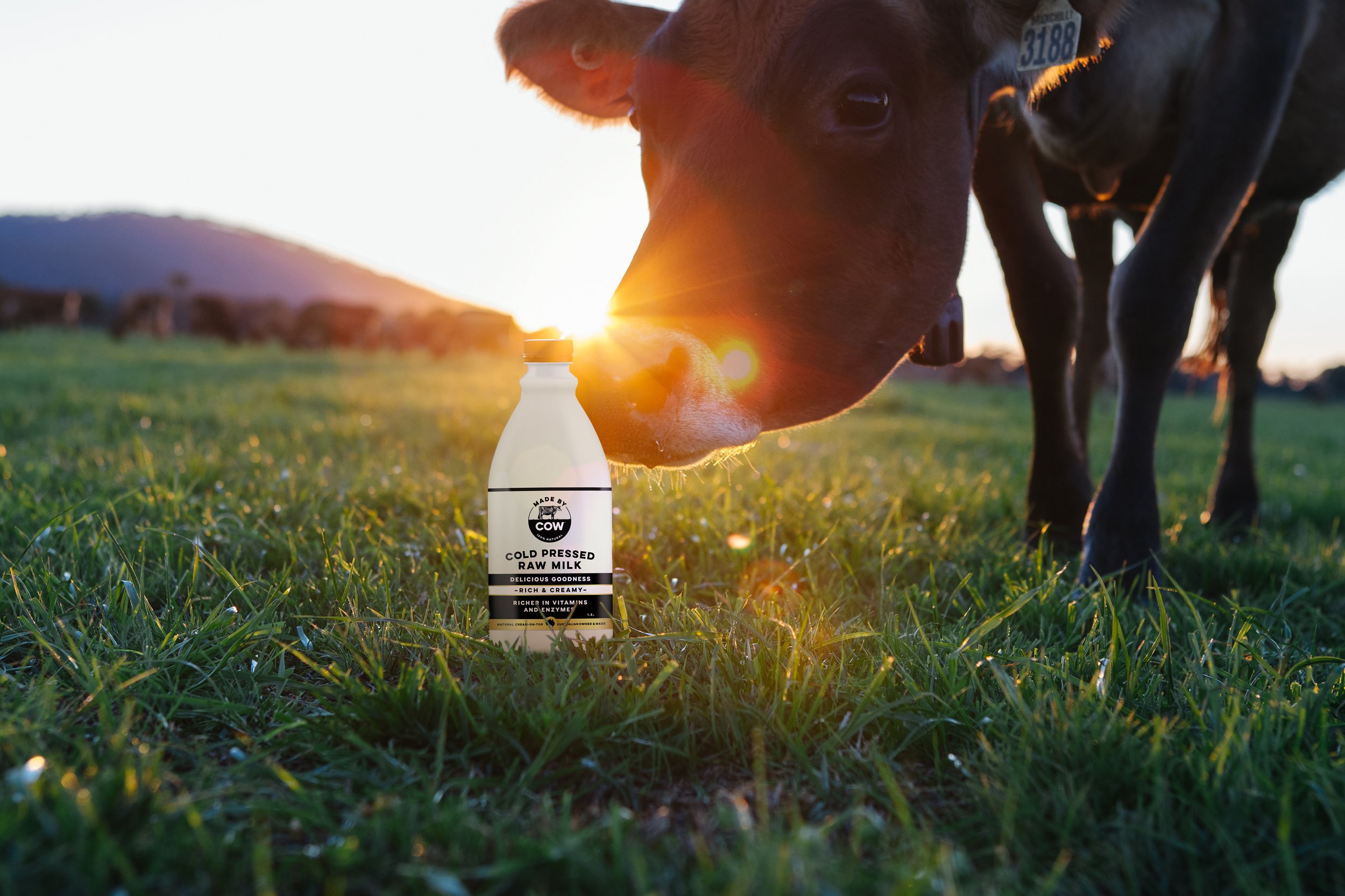 MBC_Retouch_COW+Jersey_UP-Res.jpg