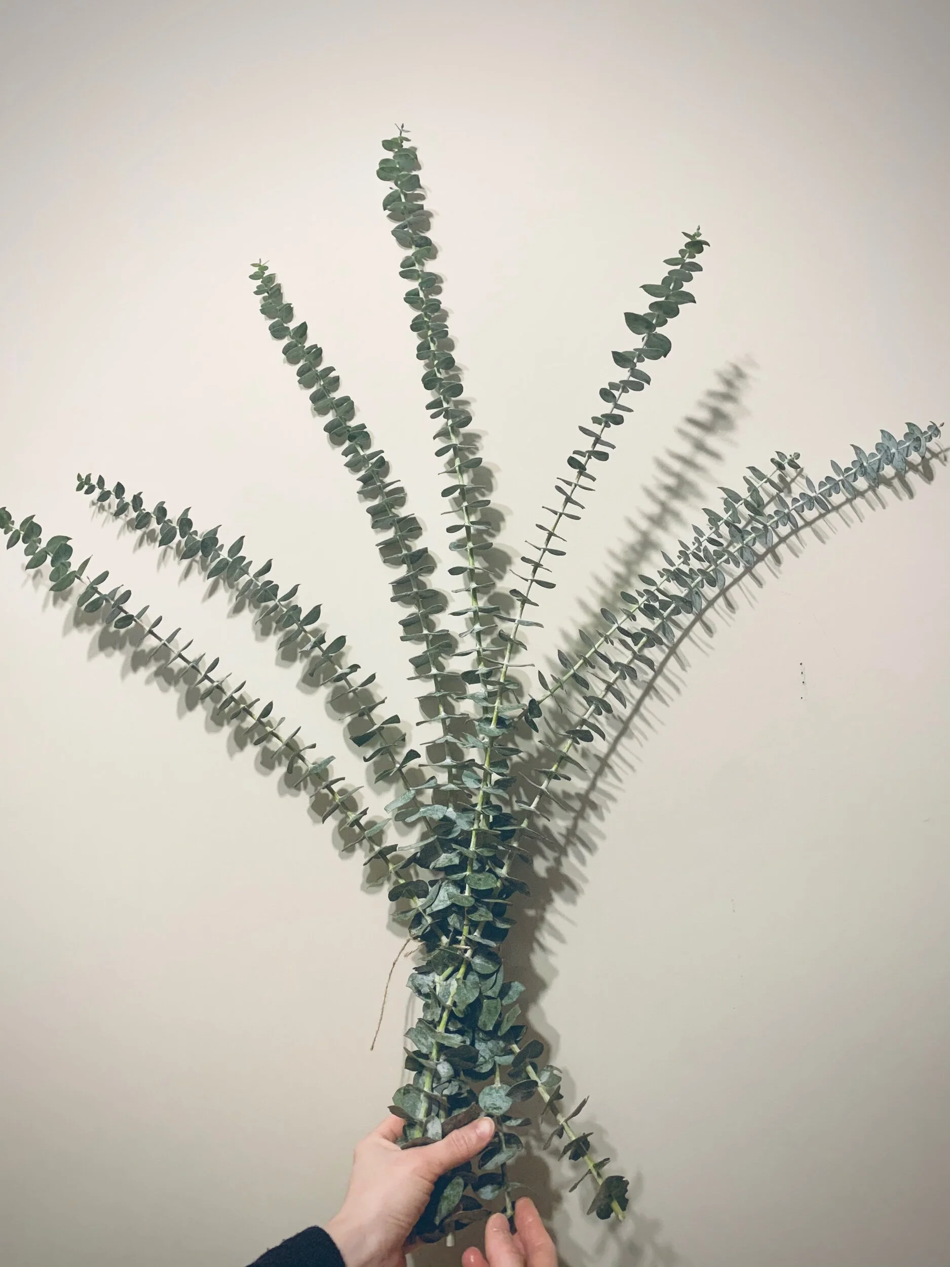 6DBFAE79-0BA1-463E-ACA2-3FC7A6EE6AA4