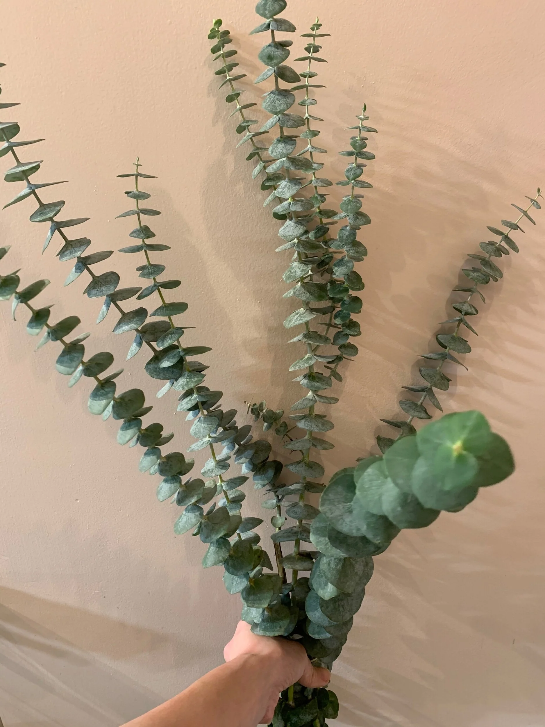 2CA95558-8993-41EC-9F23-43254F72151E