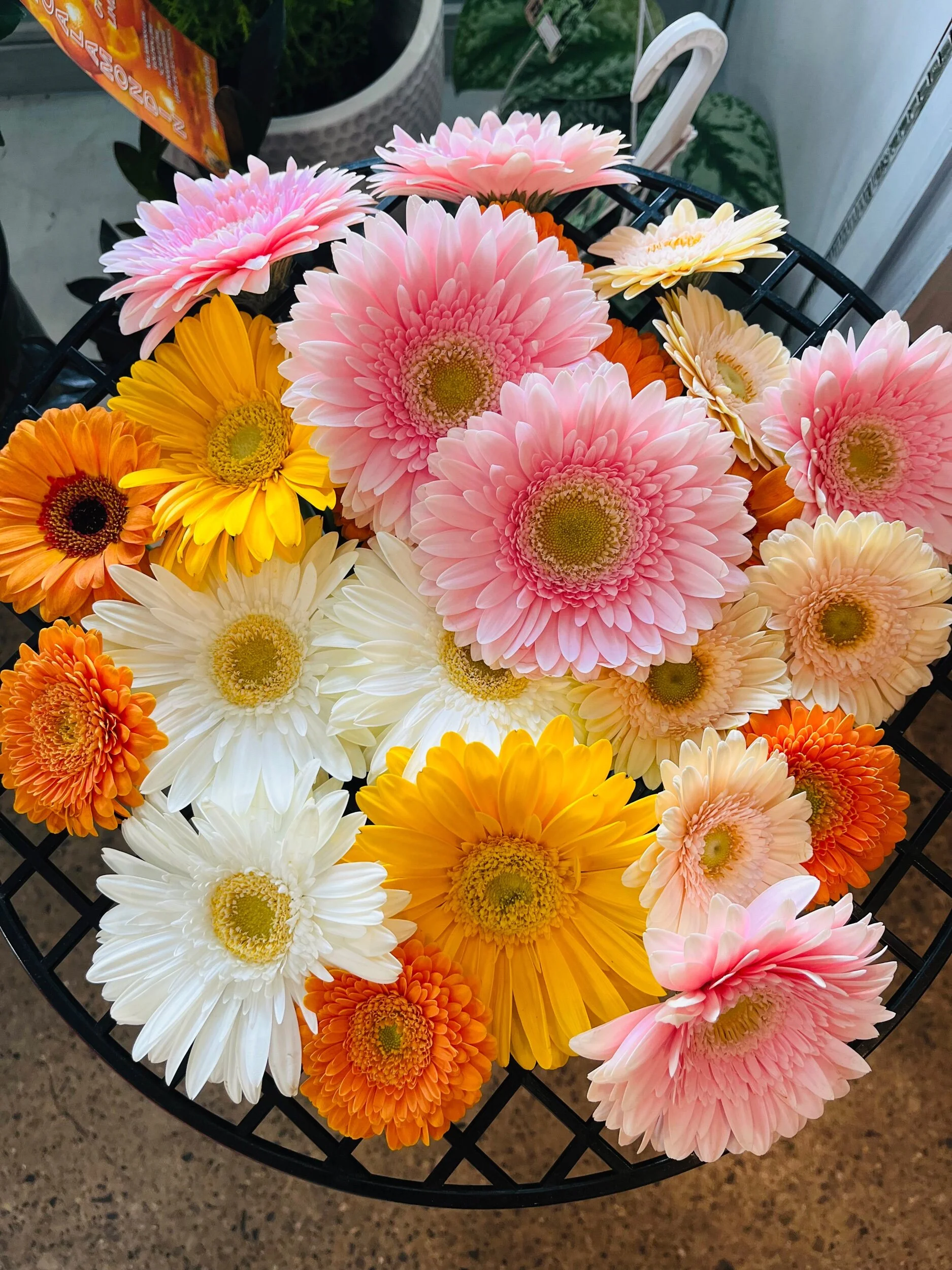 0645B556-2957-45A9-A1BA-A01008DC6960