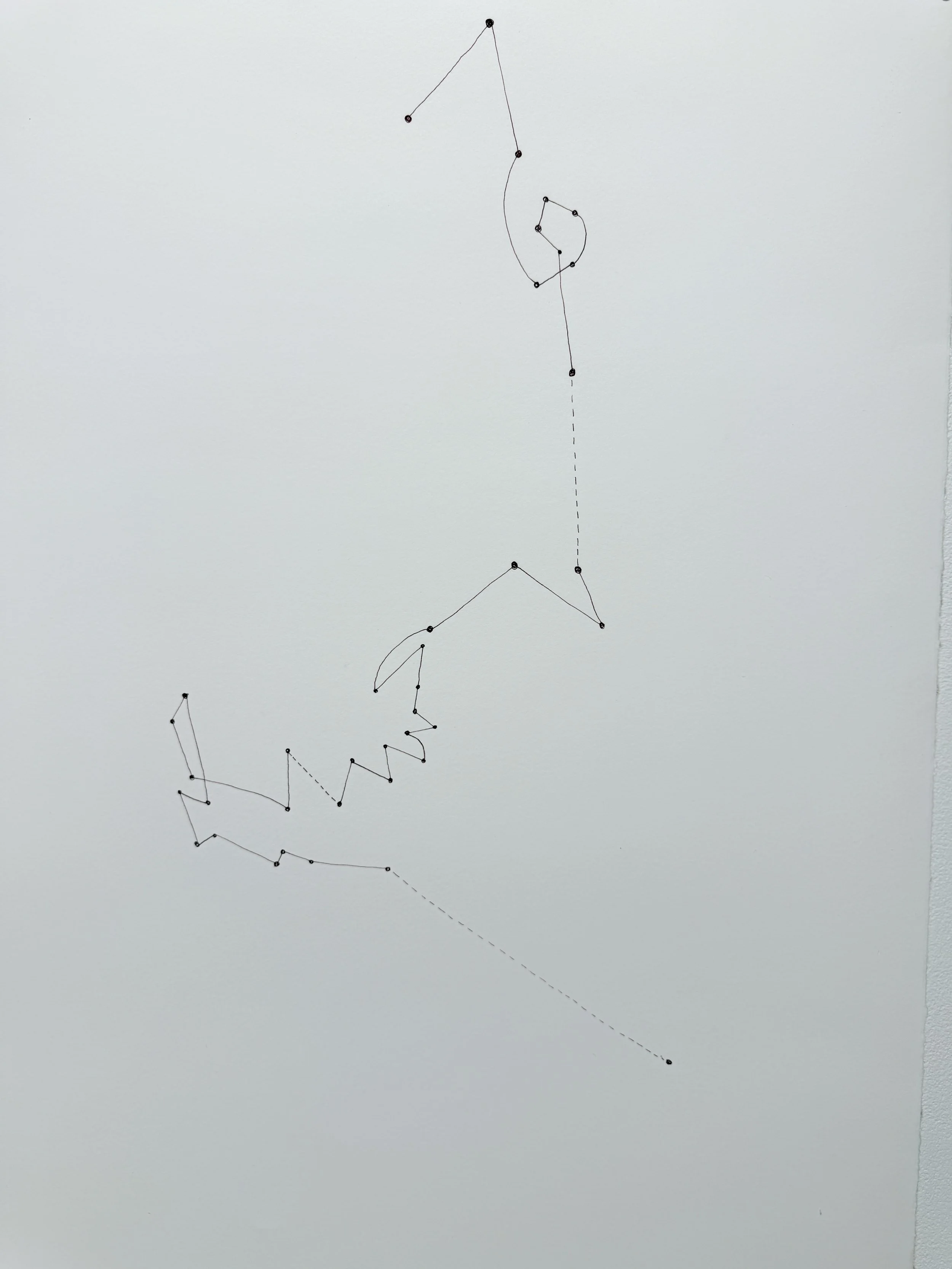 Dianthus caryophyllus