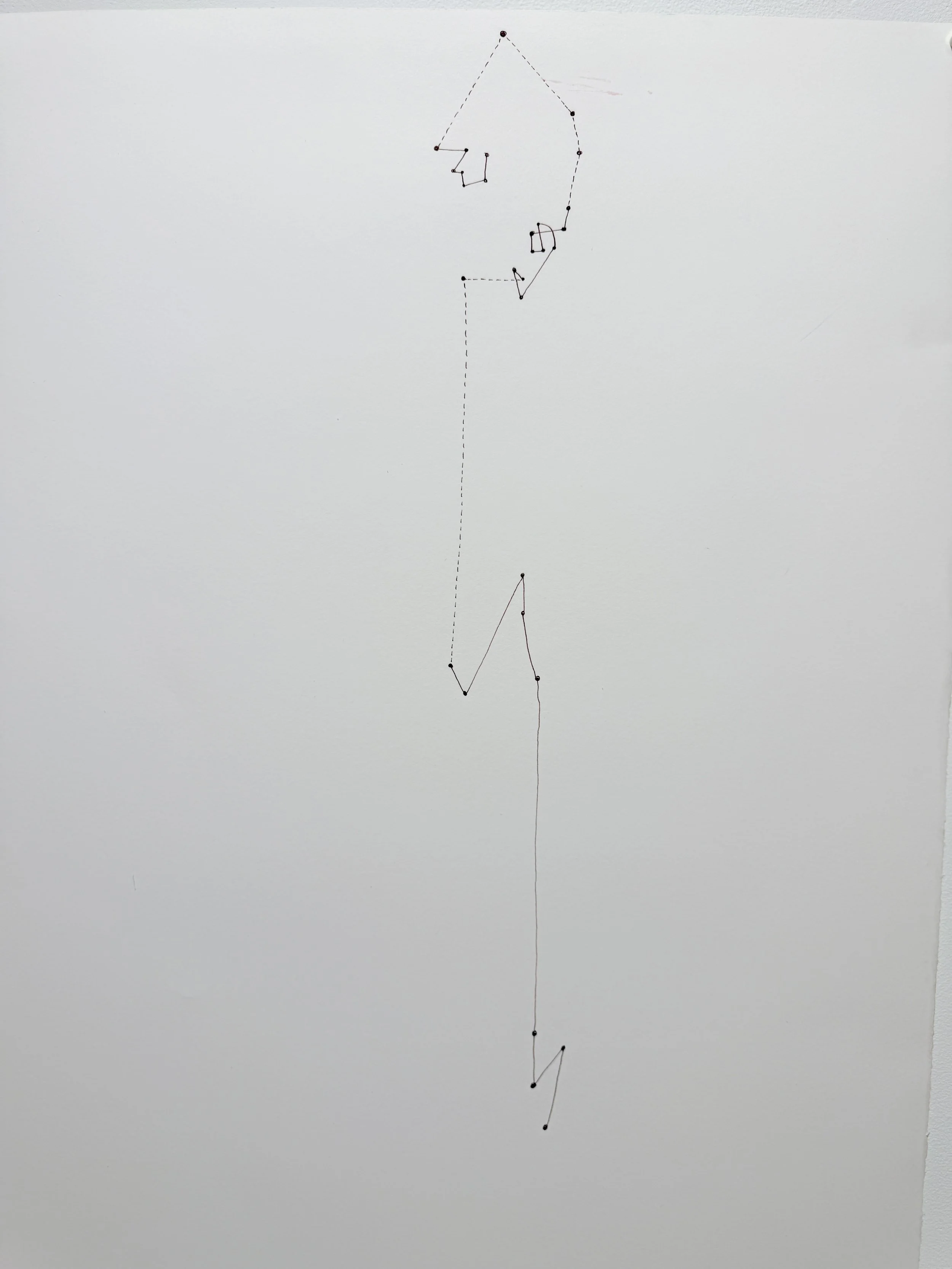 Parthenocissus tricuspidata