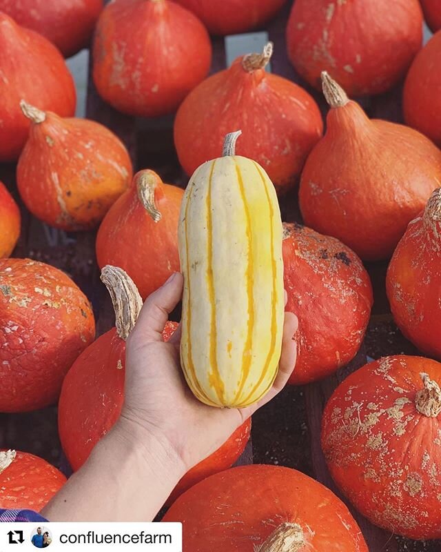 #Repost @confluencefarm with @get_repost
・・・
Happy Fall Equinox 🍂🍁 we are so excited to be bringing winter squash to our markets this weekend. It&rsquo;s going to be hot here the next 3 days, which doesn&rsquo;t feel all that fall like, but I can s