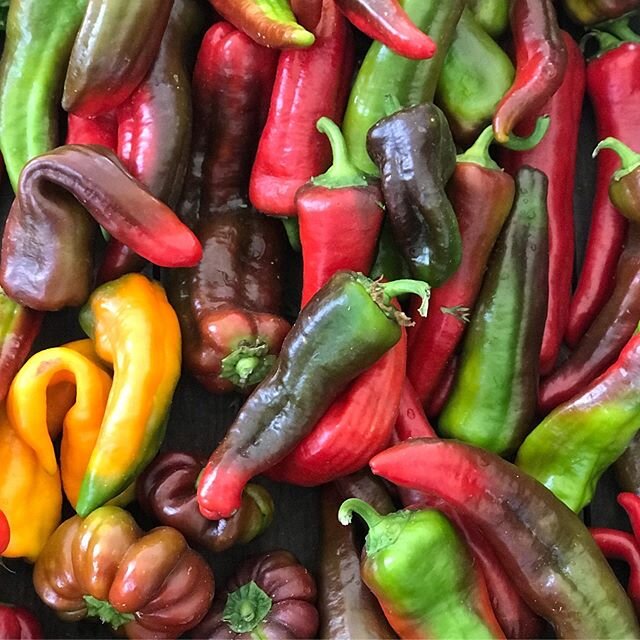 Summer bounty in full swing at the market 🍅🌶🍅🌶🍅- Check out these beautiful sweet peppers in season right now! Hope to see y&rsquo;all this Friday starting at 4pm in downtown Occidental ✨
.
.
.
.
#farmersmarket #sonomacounty #eatlocal #occidental