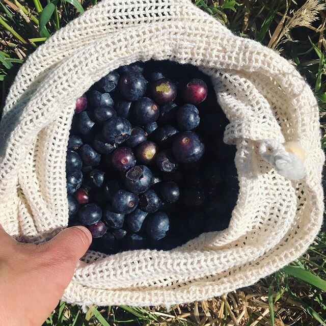 Last week at the market to snag your blueberries from Sonoma Swamp Blues for this season! Come on out and stock up.. Blueberries freeze super well and are great to use straight out of the freezer for smoothies and scone baking (using frozen berries i