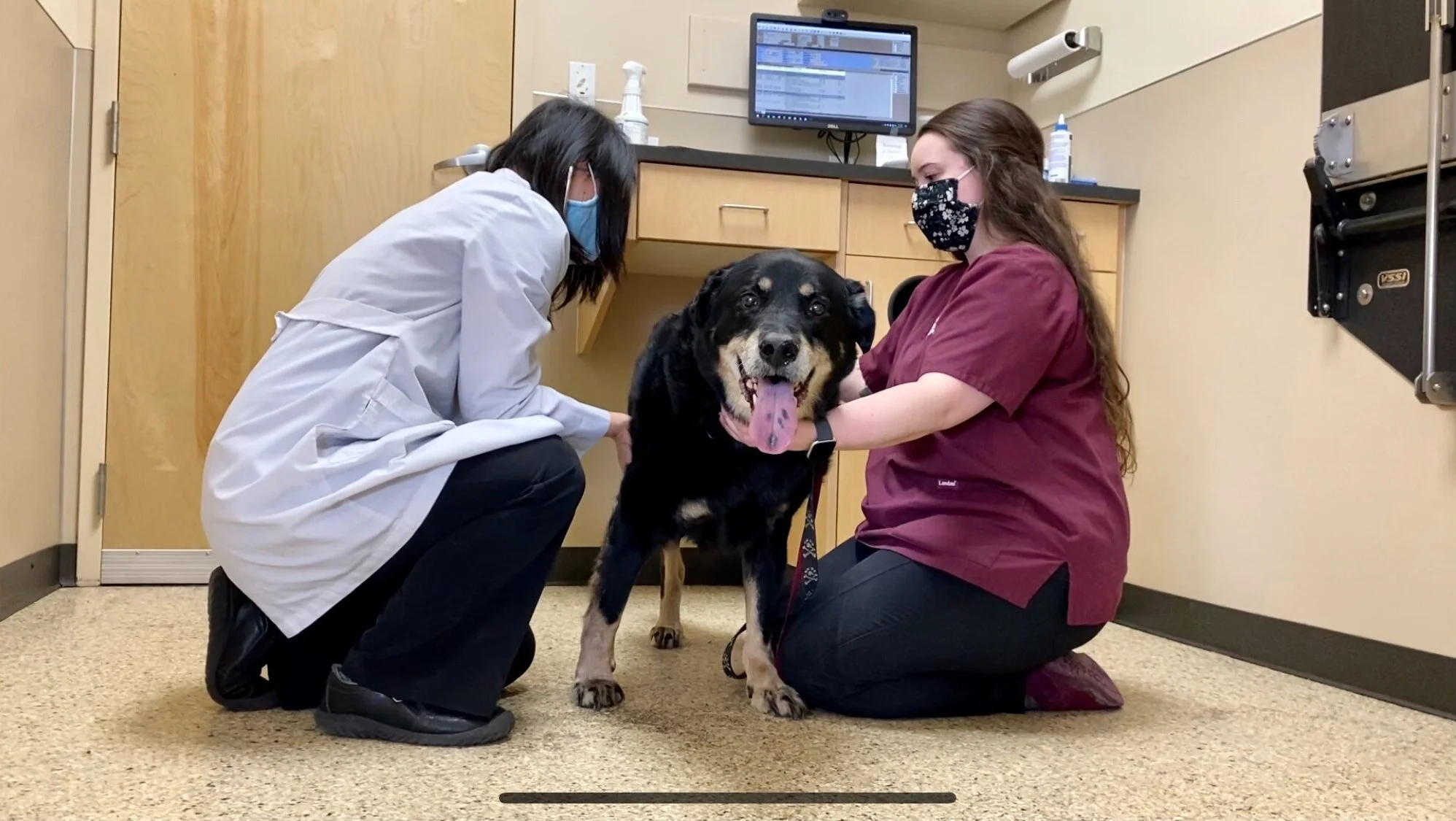 Services — South Hill Veterinary Hospital