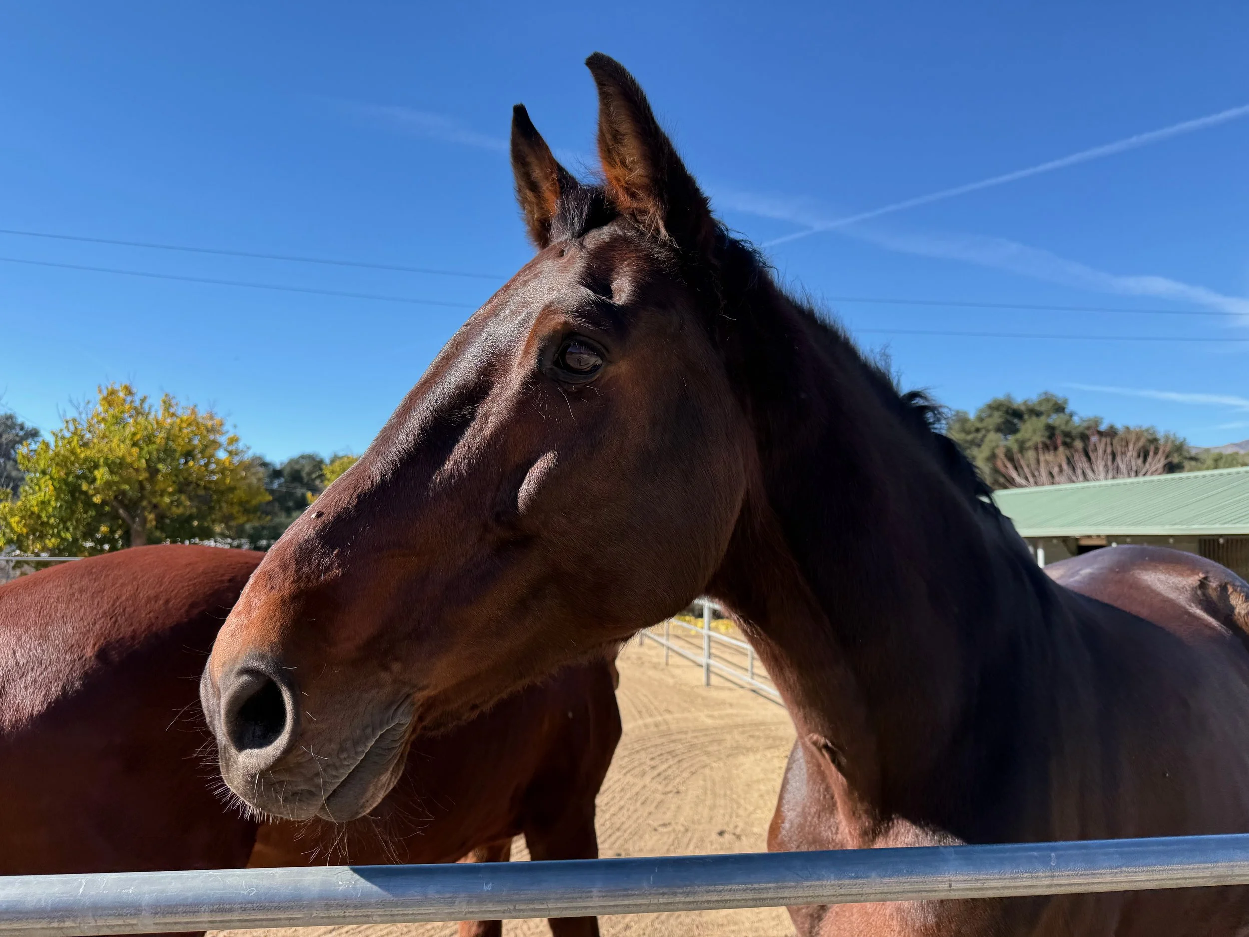 LAYUP CARE & STALL REST