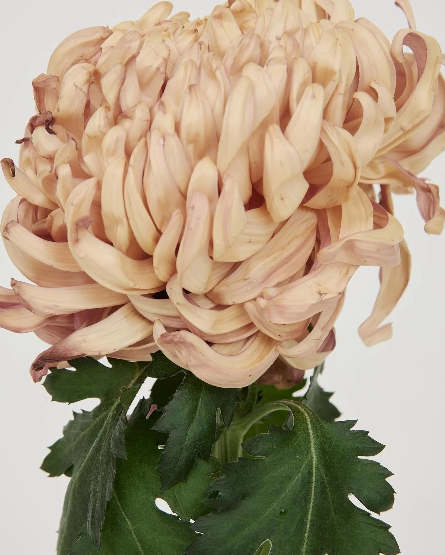 From the JW Anderson moodboard 🌻

#JWAnderson #DigitalMarketing #MarketingAgency