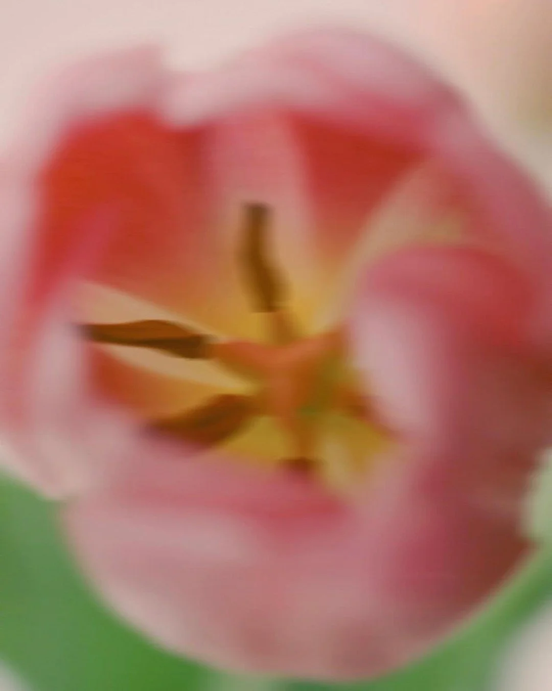 Busy days. Blurred flowers.