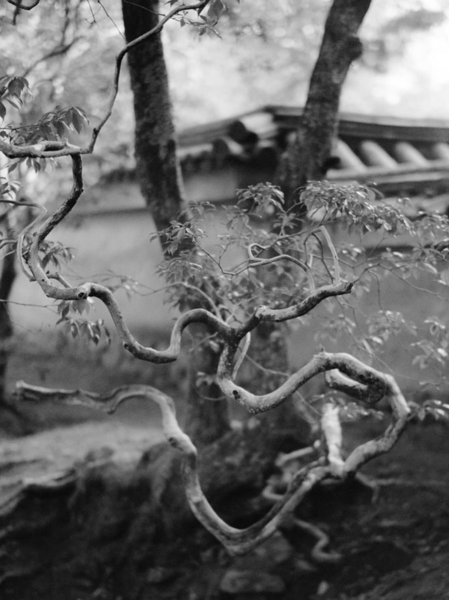 Twisted trees in Kyoto @maureenme