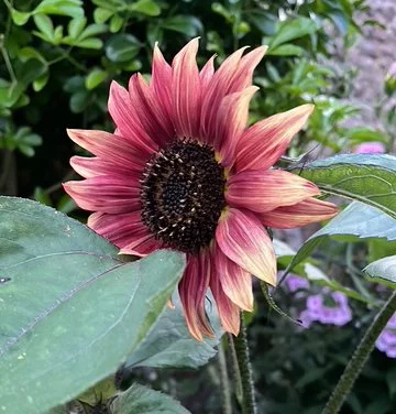 A rambling tale of a tall flower