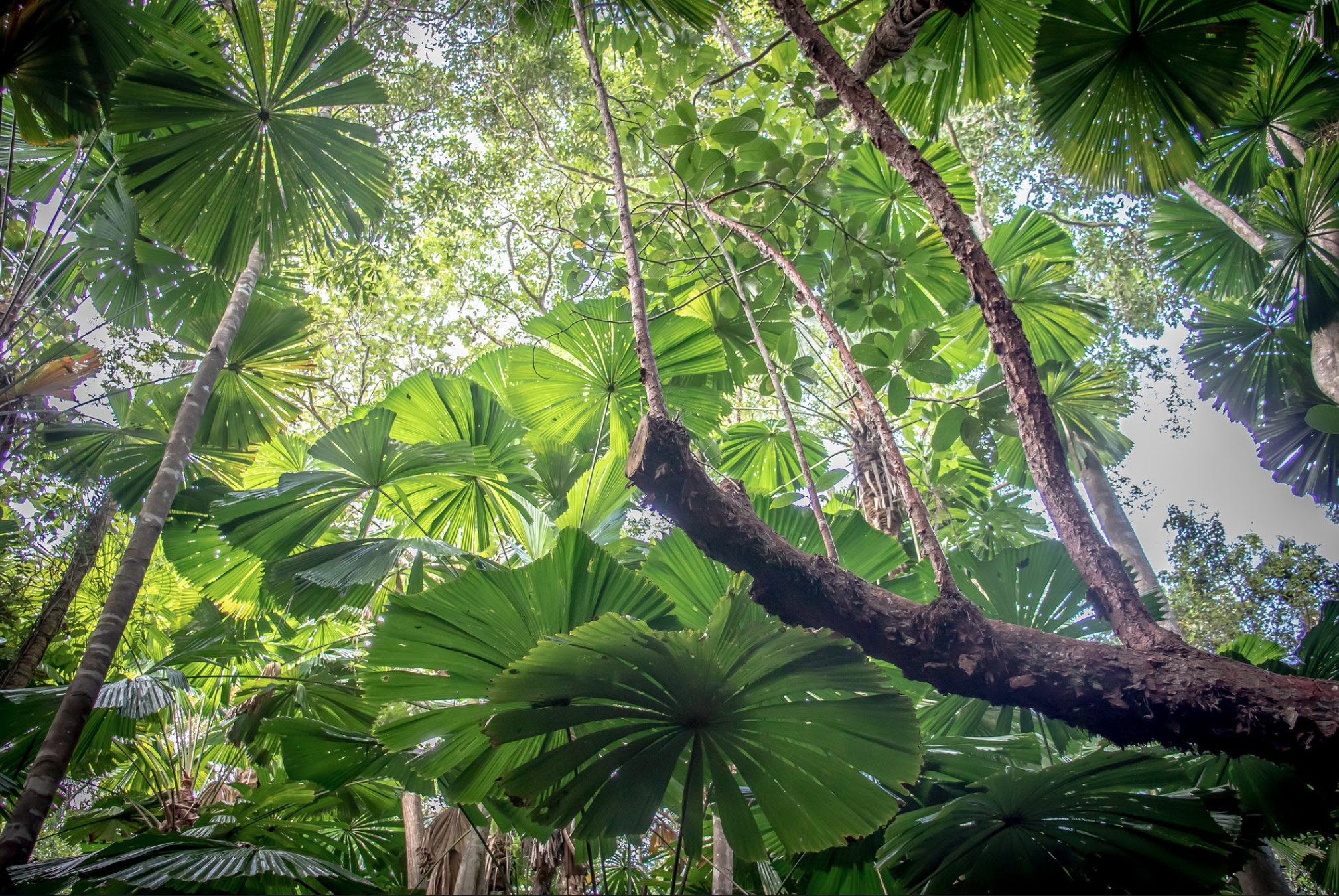 Тропический лес Дейнтри. Парк Дейнтри в Австралии. Daintree Rainforest Австралия. Влажные тропики Квинсленда Австралия.