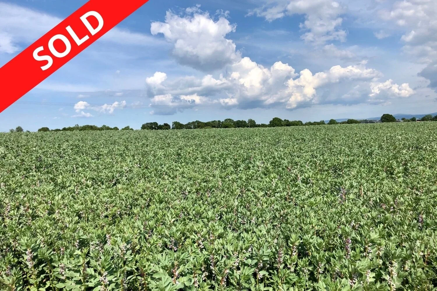 Oldtown Donore, Caragh, Co. Kildare