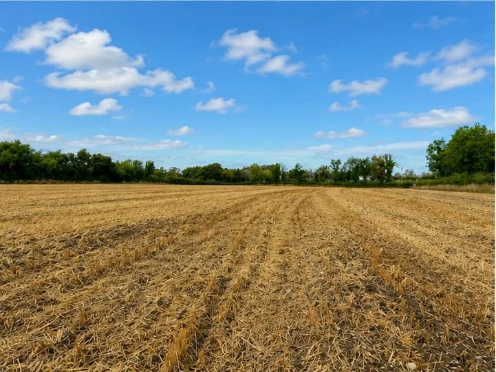 Land 3.jpg