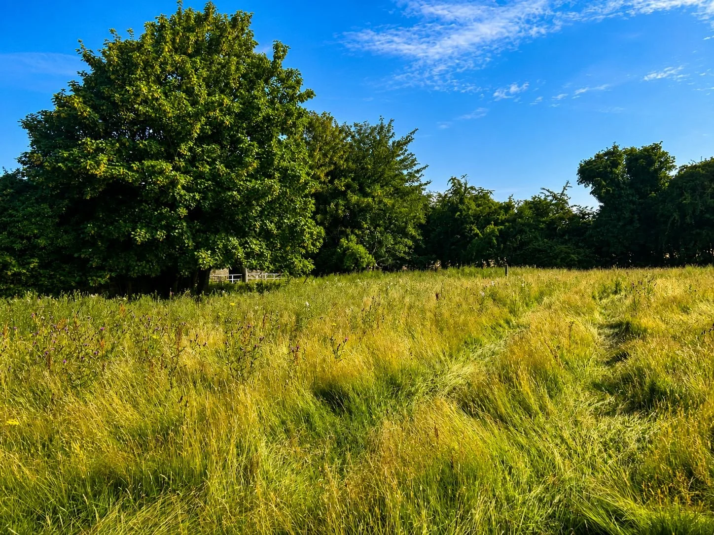 Land 4.jpg