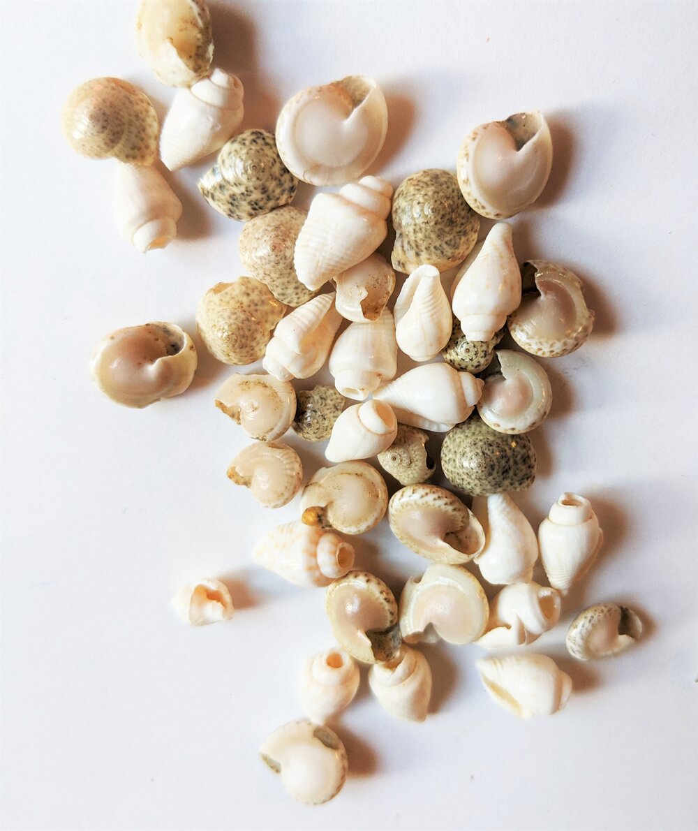 Assorted Vintage Small Shell Beads 