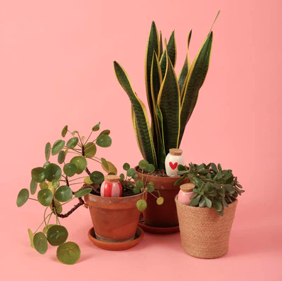 olla mini love sfeer.png