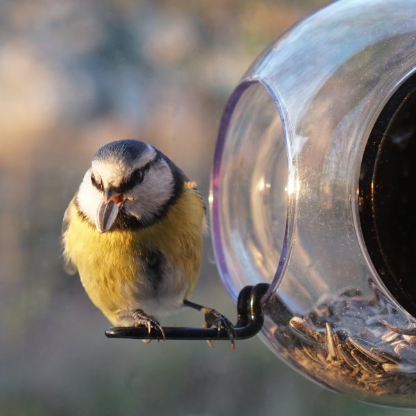 birdfeeder 4.jpg
