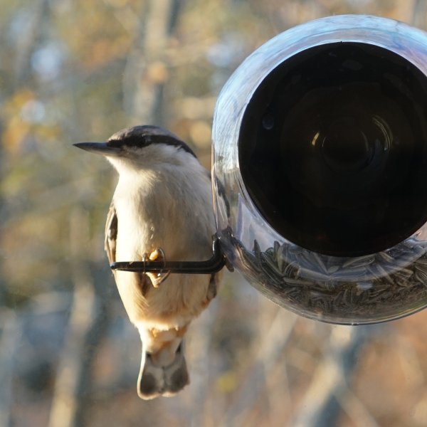 birdfeeder.jpg