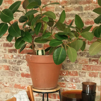 olla groen gestreept sfeer 2.png