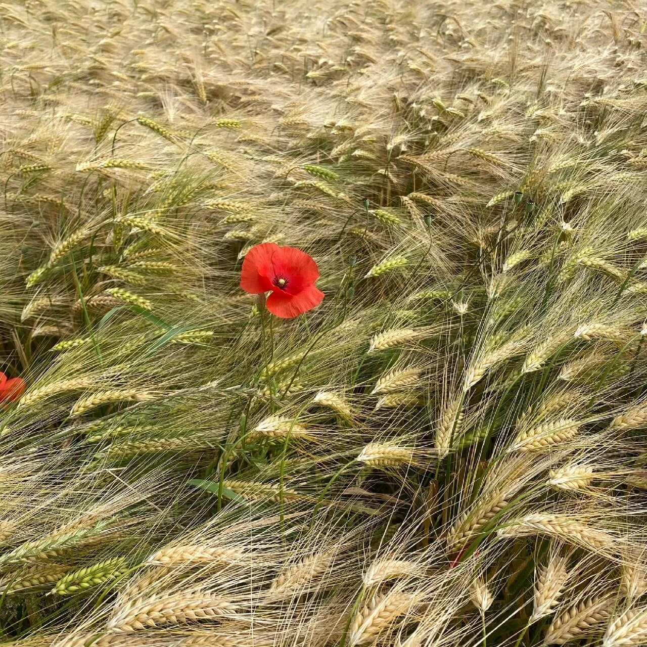 Das Qi fliessen lassen - eine kleine Meditationsübung