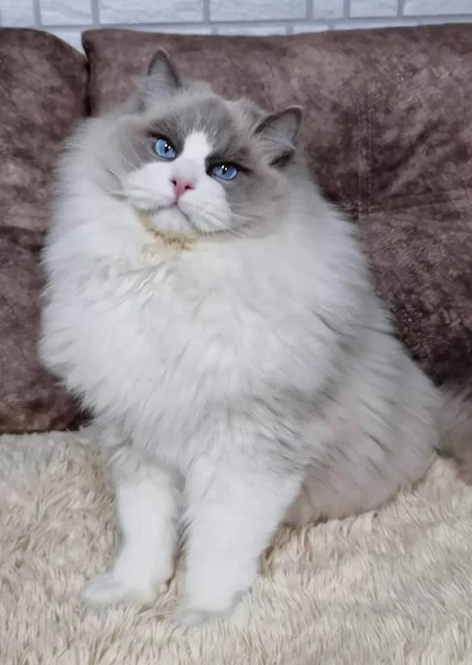 Purrfectly Posh Ragdolls