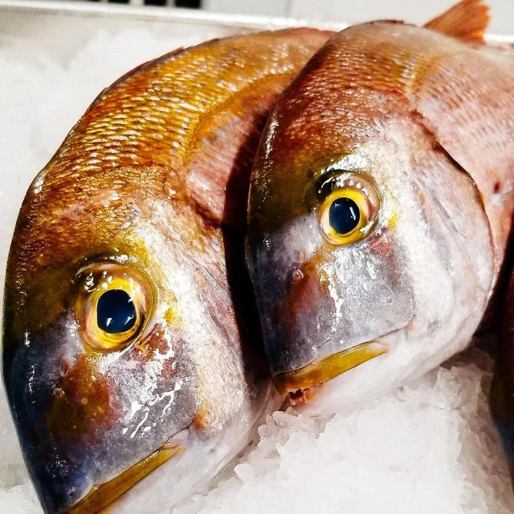 Russo's Fresh Seafood Bluffton