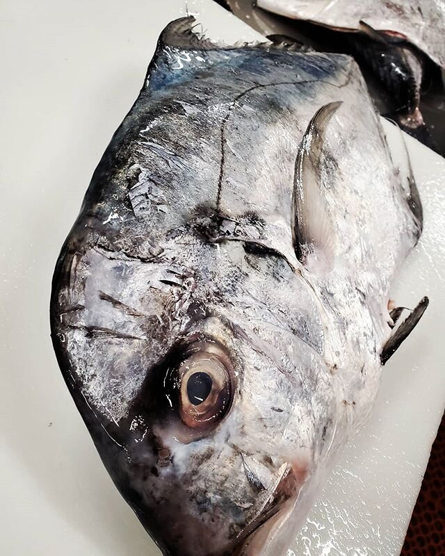 MANY THANKS to our South Carolina fishery.
Its so nice to see these beautiful local African Pompano show at the dock.Working on building relationships that last a life time. 
#thirdgeneration#fishmonger
#localfisheries#bluffton#fish
#africanpompano#f