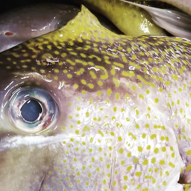 Great Golden Tile. Fish of the deep blue and one of the absolutely most stunning fish to see beacause of its perfectly place gold spots,grey-brown skin and amazing crystal blue eyes. It is so delicious!!
Grab some soon.
#localfish#goldtile#eastcoast
