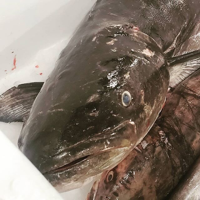 Big Boy! Chesapeake Bay Cobia in the house today. 
#TRADITIONOFEXCELLENCE#FISH
#fishmonger#blufftonfishmarket
#bluffton#blufftonseafood##russos