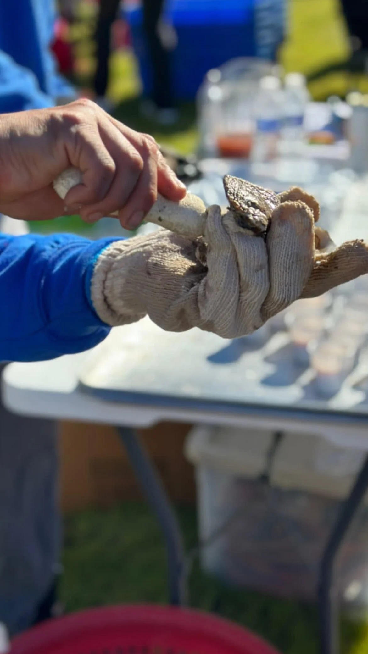 Russo’s Fresh Seafood Bluffton 2024 Oyster Roast to Benefit Palmetto Animal League