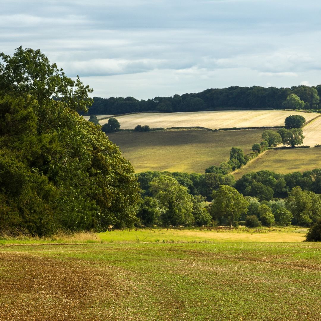 Keystone species and their role in rewilding