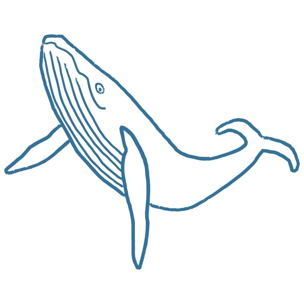 Fascinating facts all about blue whales - It's Our Planet Too
