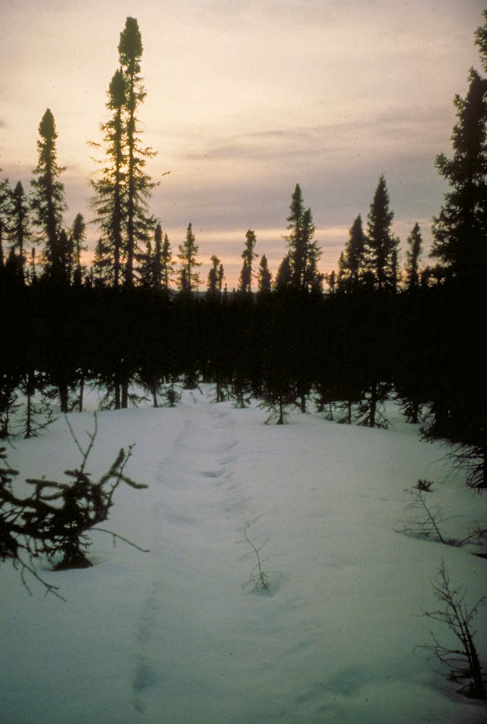 A grueling hike through the frozen muskeg. (image 9 of 22)