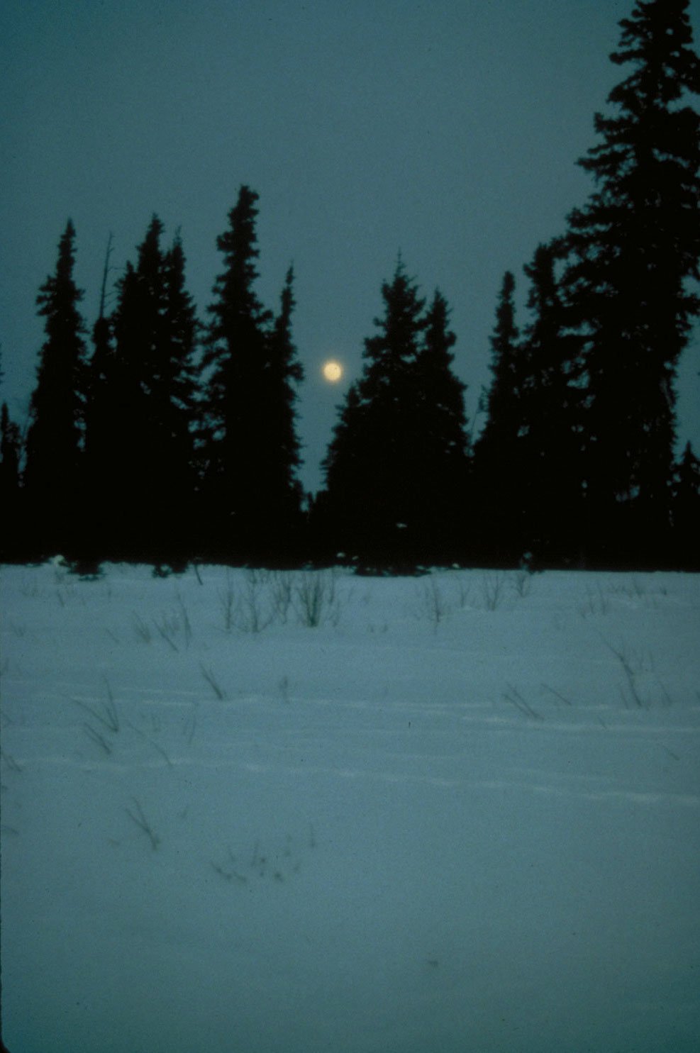 Searching for another 2 hours before finally succumbing to the cold, exhaustion, dehydration, and hunger. (image 11 of 22)