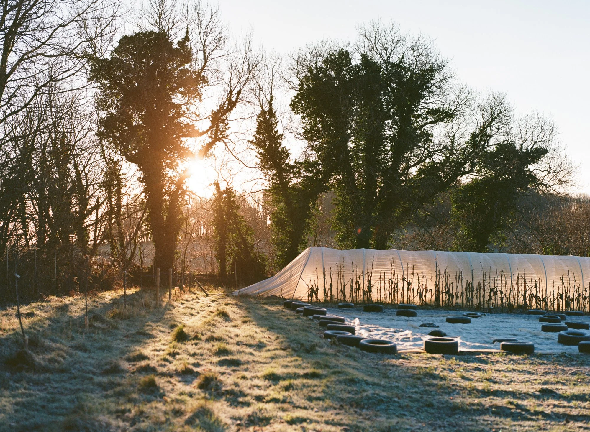 Food in the Field_Winter veg at School Farm in Dartington, UK_Emma Stoner_High Res.jpg