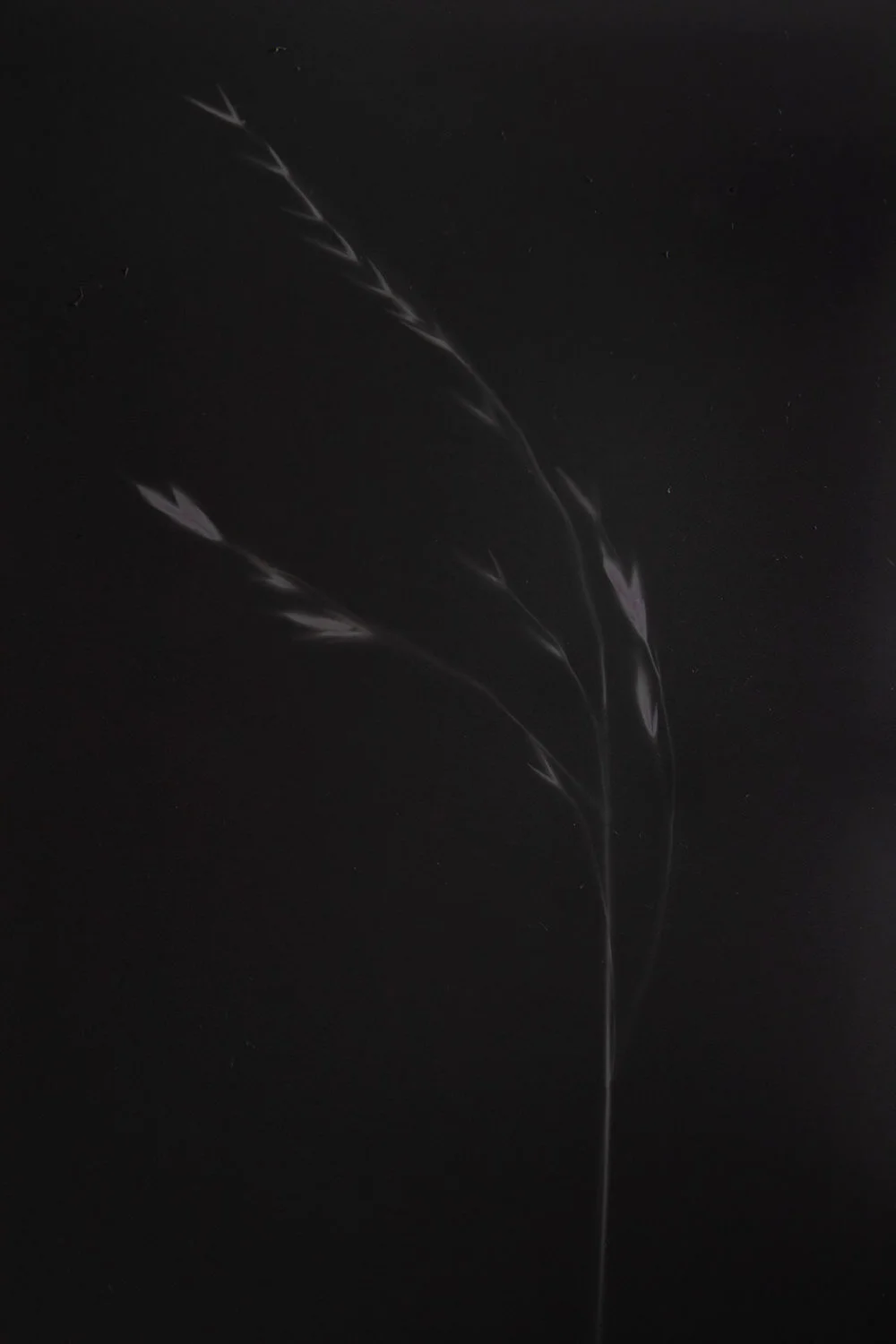 Lumen Prints-17.jpg