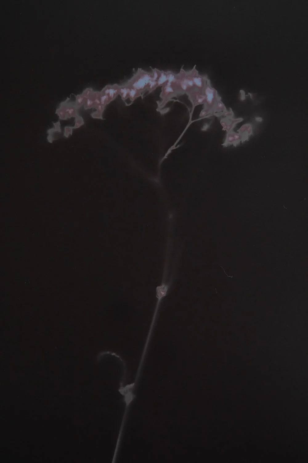 Lumen Prints-16.jpg