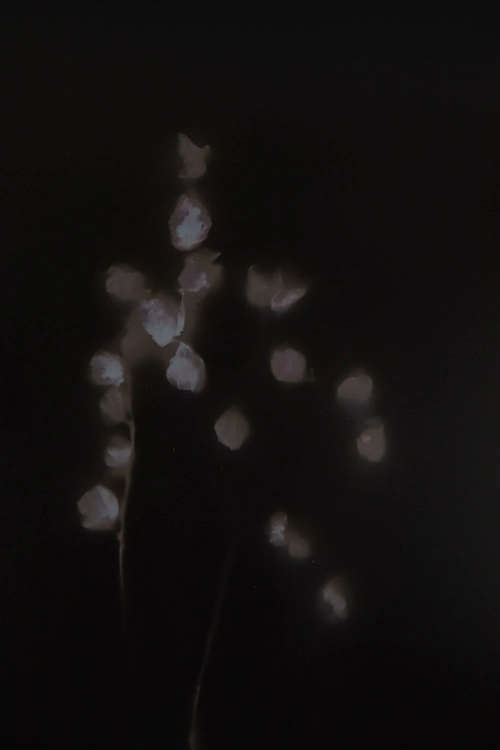 Lumen Prints-30.jpg