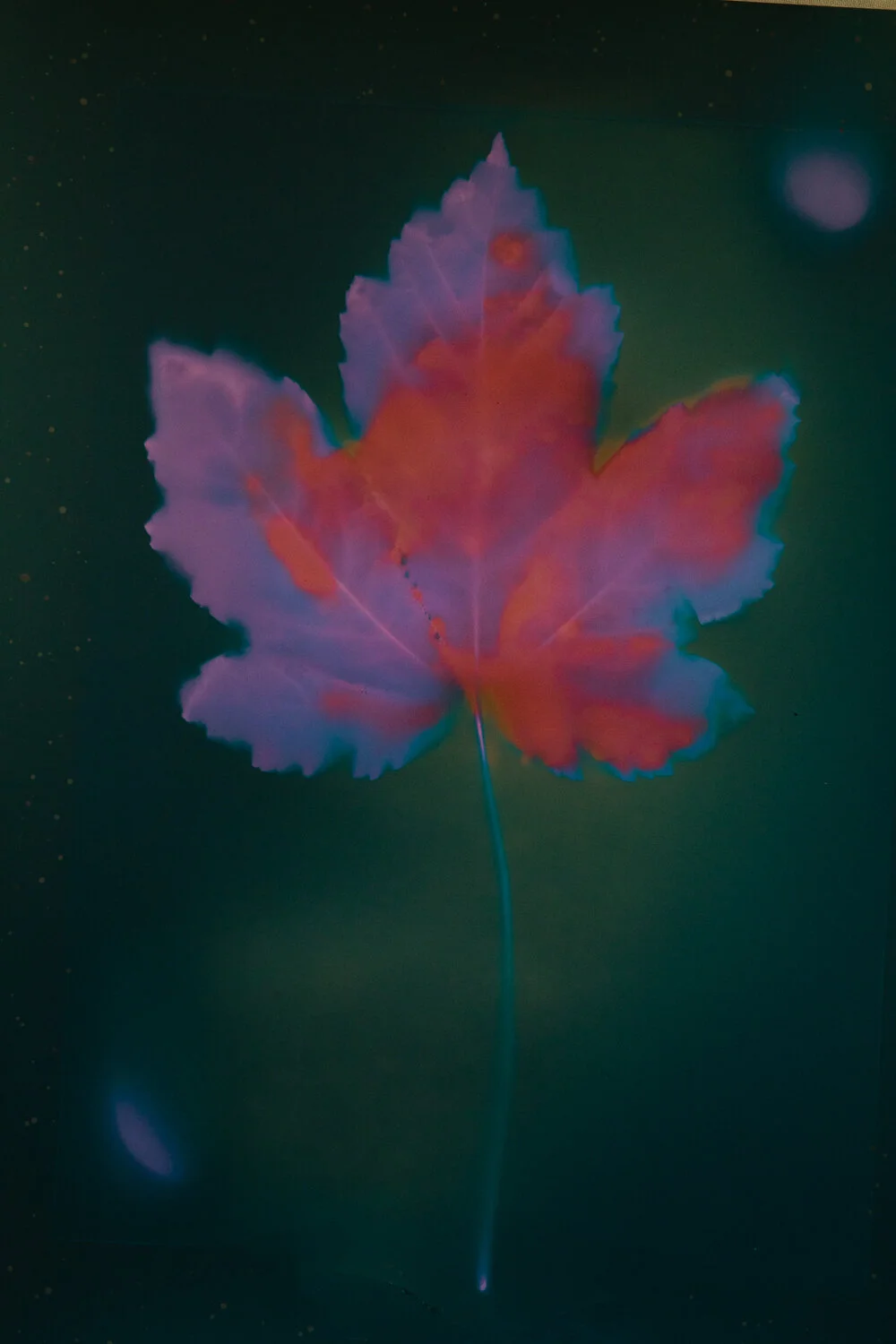 maple lumen (1 of 1).jpg
