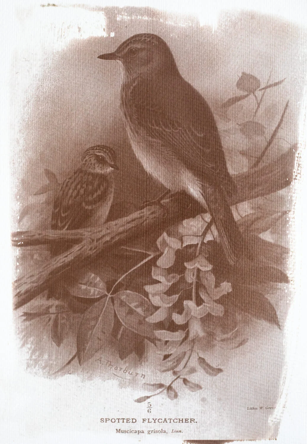 Meadow species -3.jpg