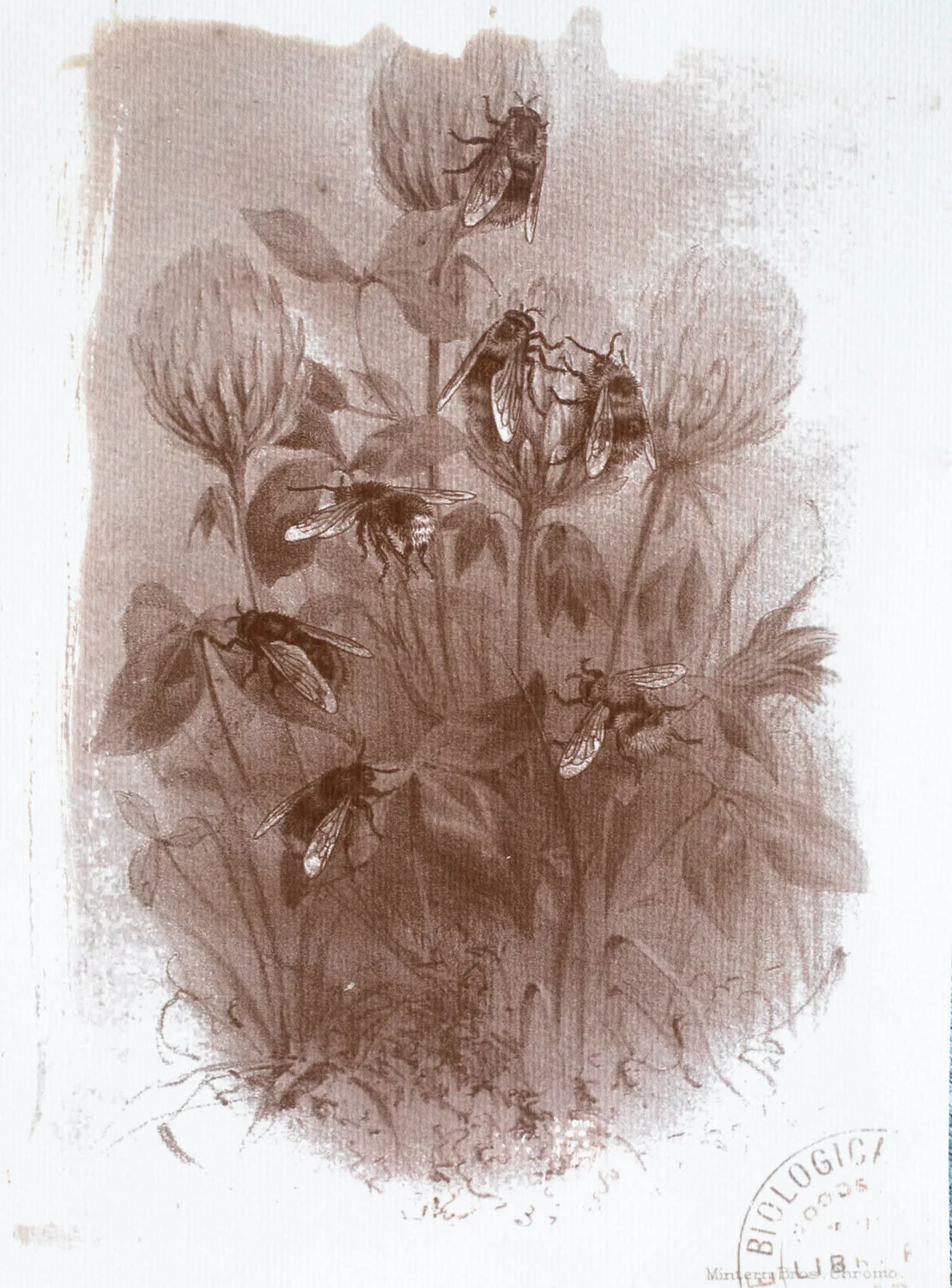 Meadow species -4.jpg