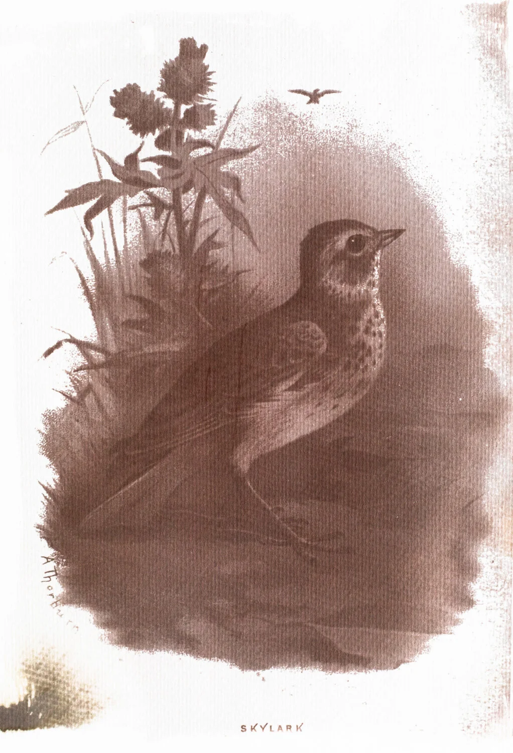 Meadow species -1.jpg