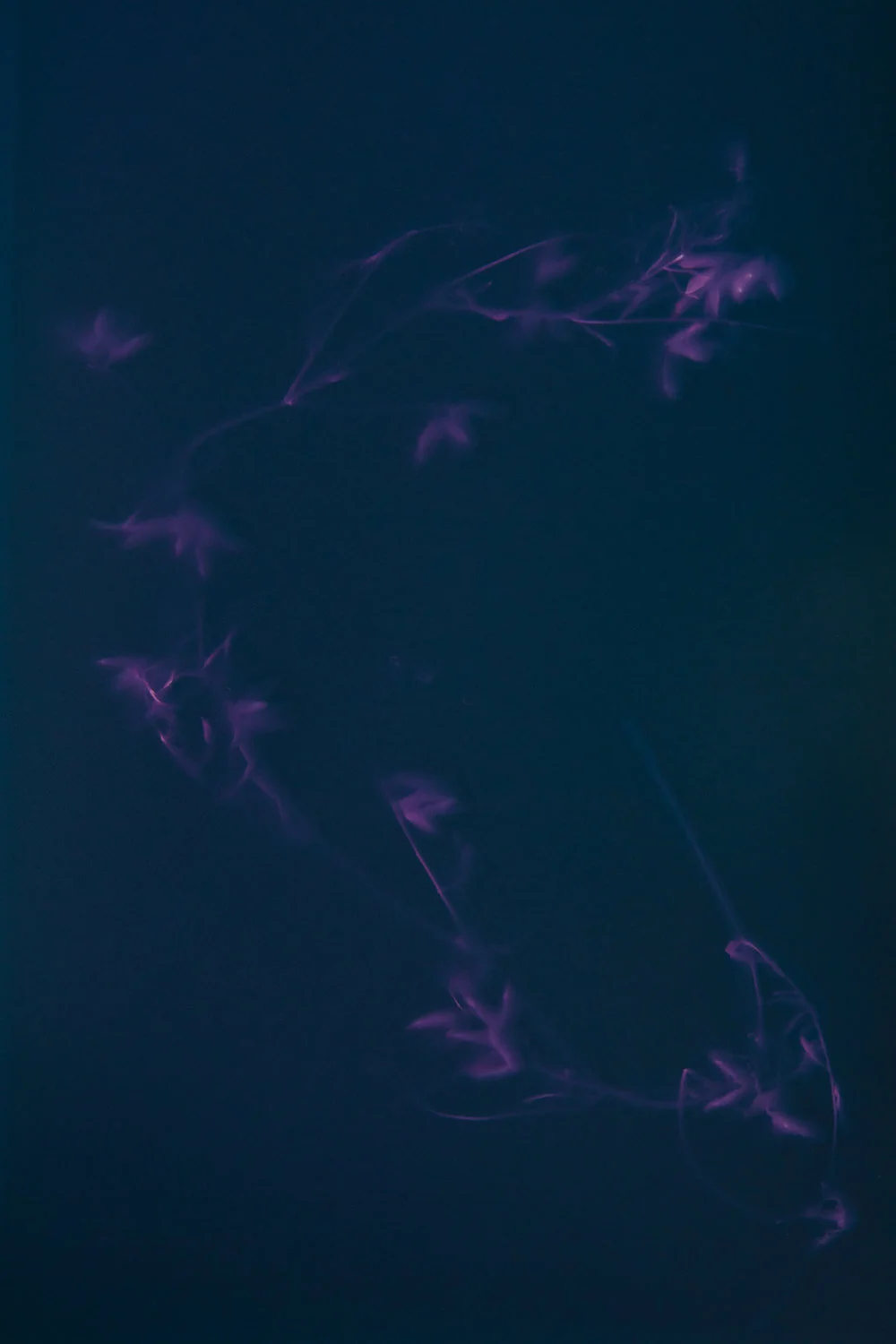 blue lumens-1.jpg