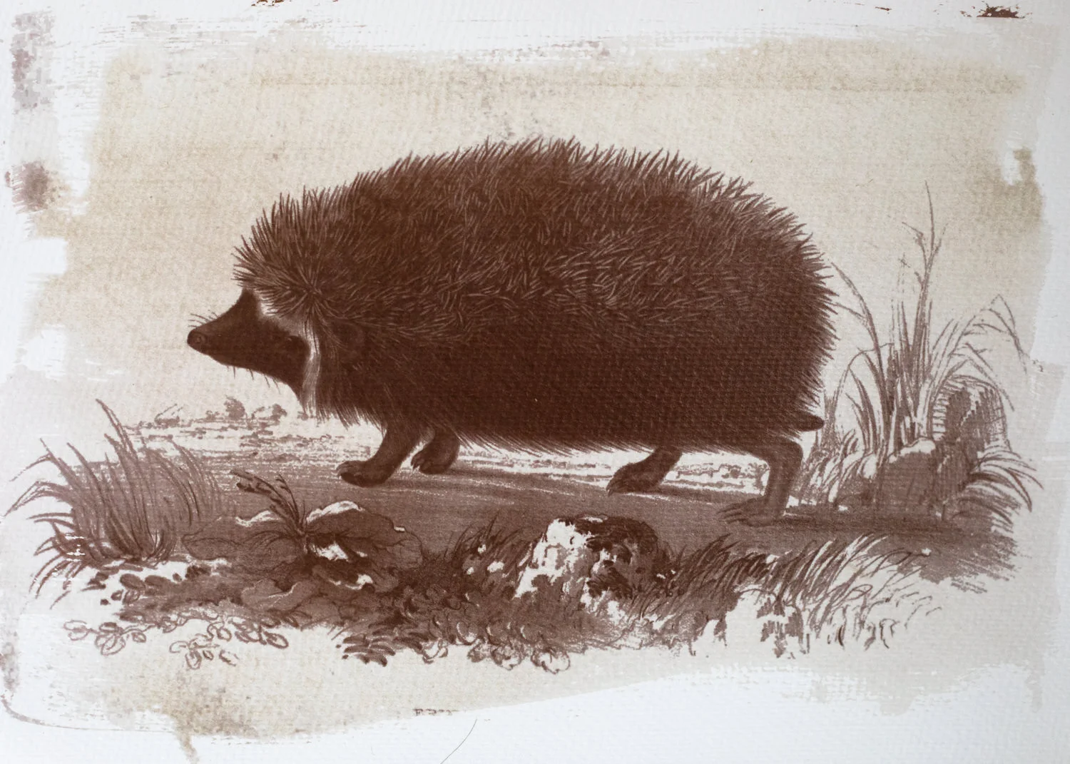 Meadow species -2.jpg