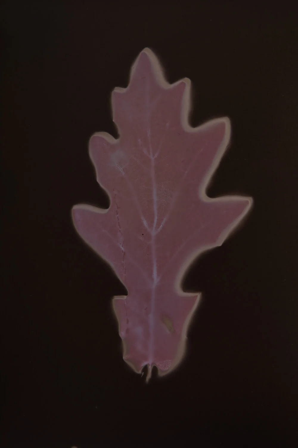 early lumens-3.jpg