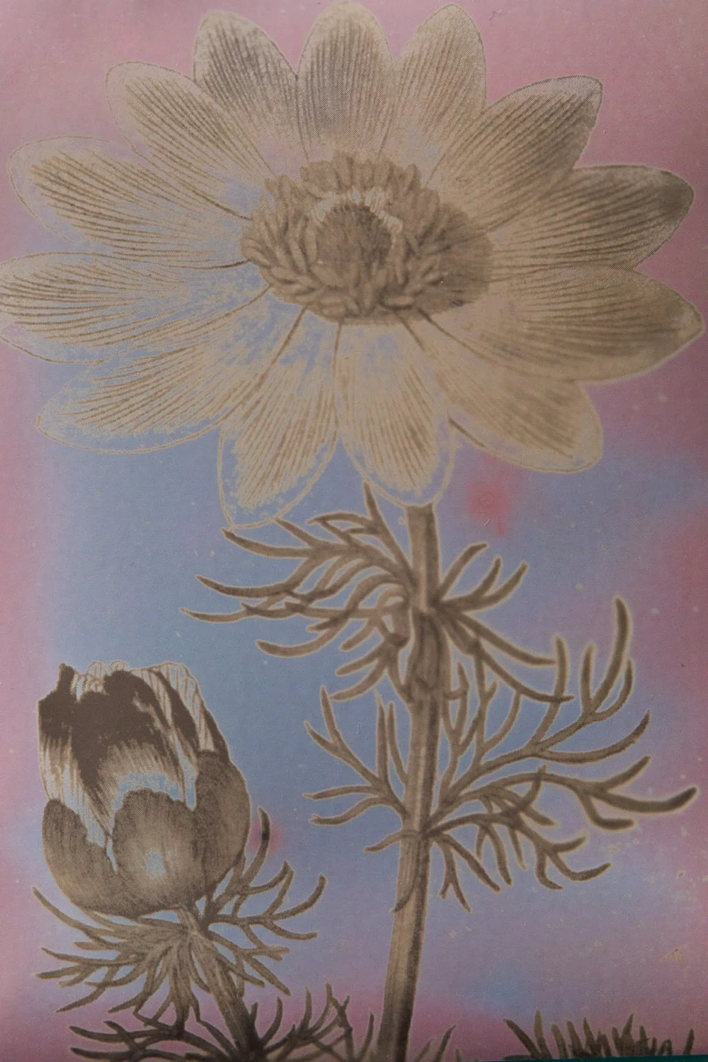 Meadow species lumens-3.jpg
