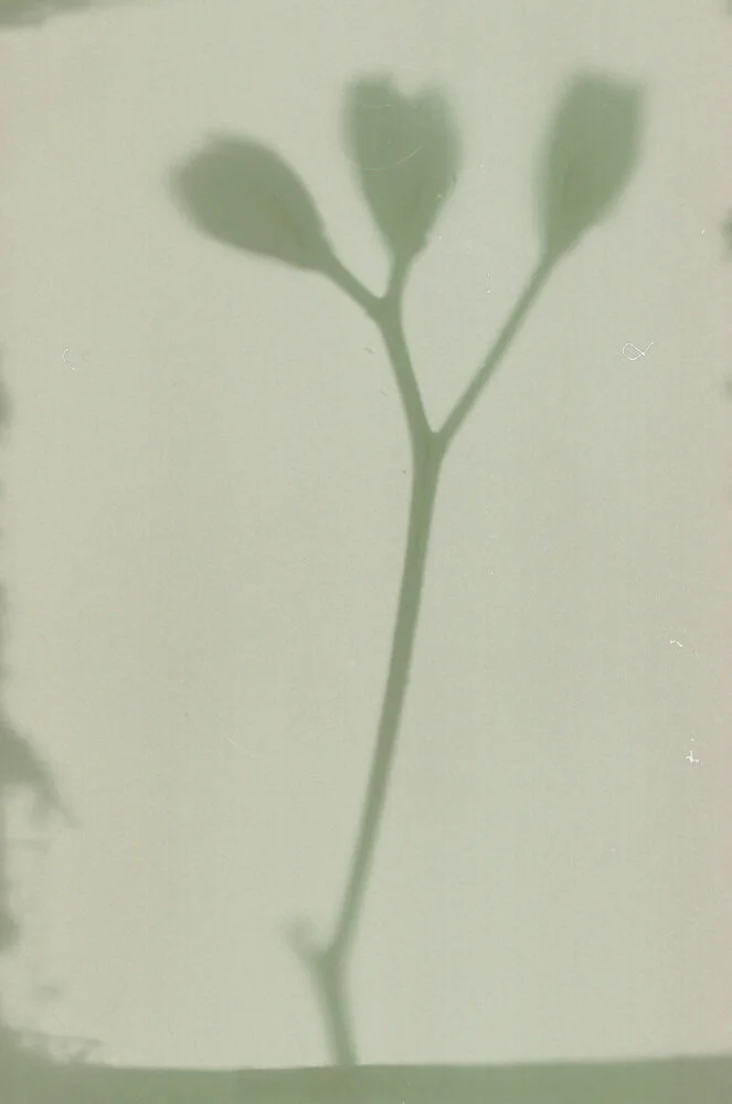 lumen 35mm-5.jpg