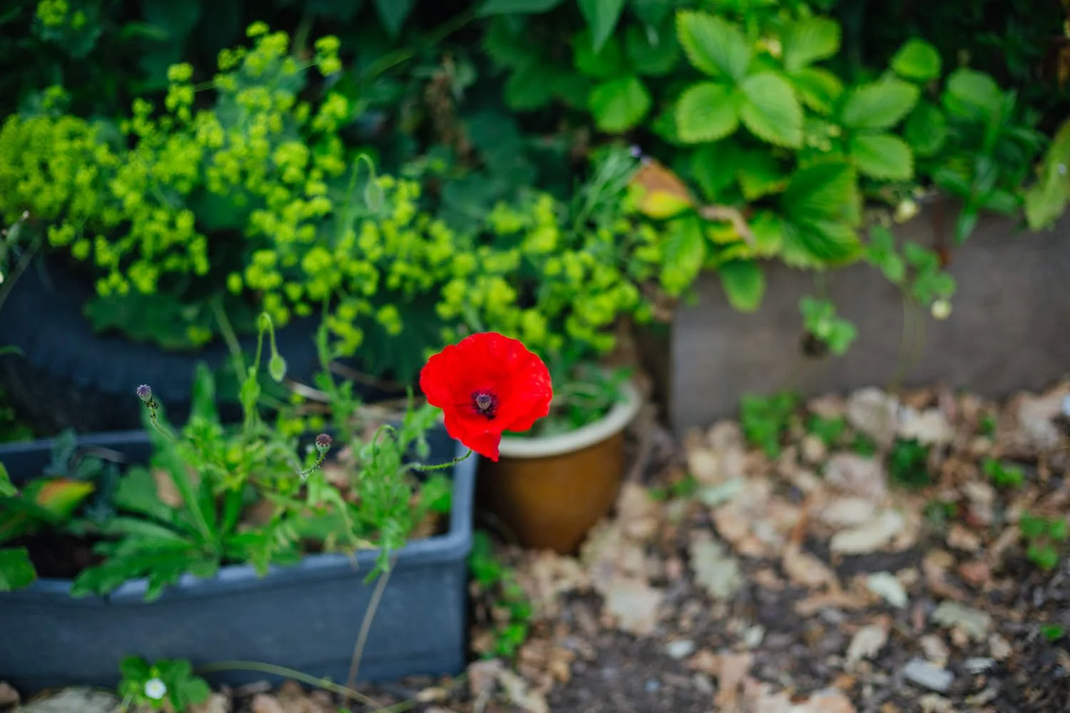 Photo Seeds Summer 25-15.jpg